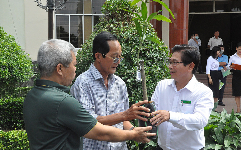 Nhượng quyền giống xoài Cát Lộc -0