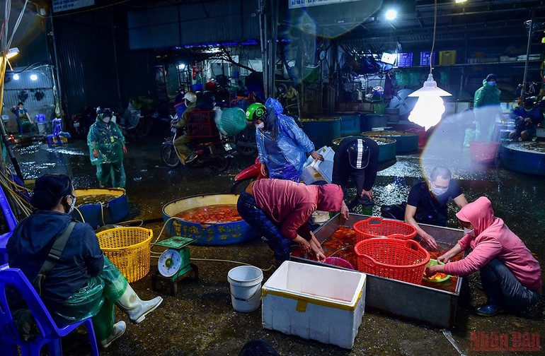 Chợ cá Yên Sở tấp nập, ngập sắc đỏ vàng Tết ông Công ông Táo -0