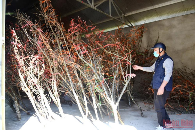 Hoa đào Sa Pa xuống phố -8