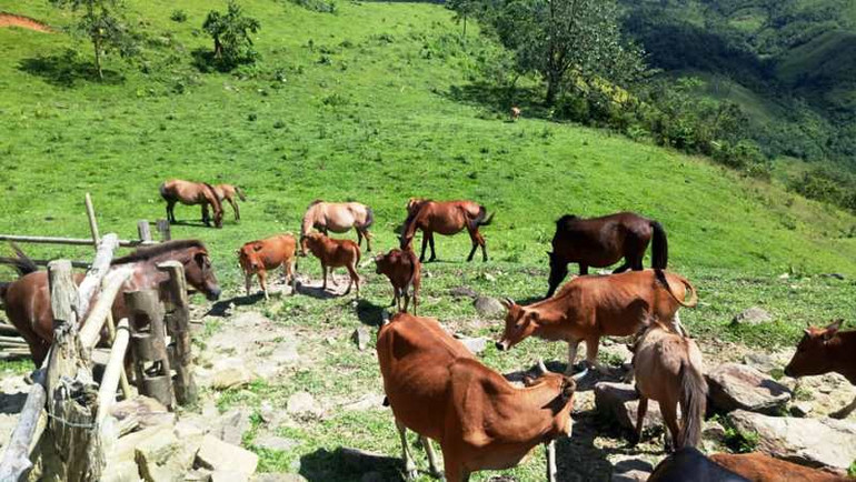 “Bà đỡ” thoát nghèo cho người H’Mông Pà Khốm -0