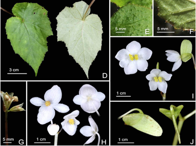 Thu hải đường Lâm Đồng - Begonia lamdongiana (Nguồn: Tạp chí Phytotaxa). Công bố bốn loài thực vật mới có xuất xứ từ Vườn quốc gia Bidoup-Núi Bà -0