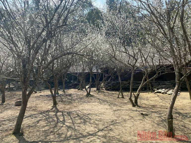 Hoa mận Bắc Hà: mùa xuân còn sót lại -2