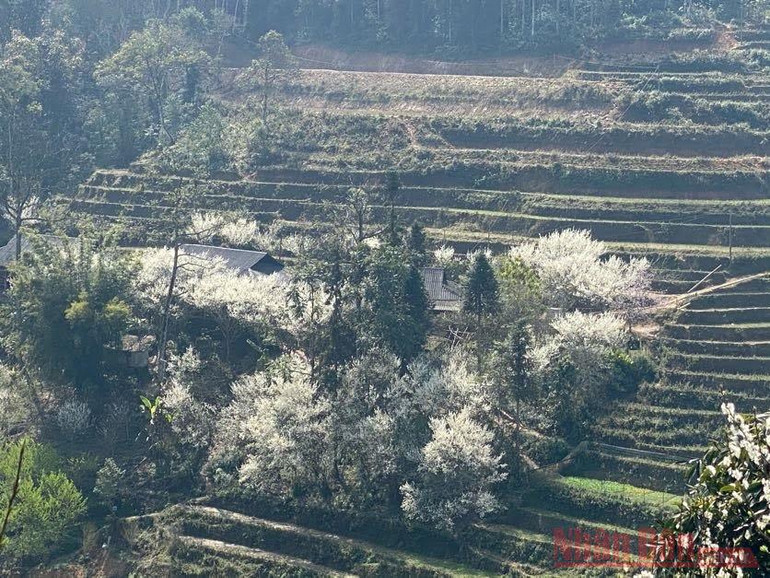 Hoa mận Bắc Hà: mùa xuân còn sót lại -0
