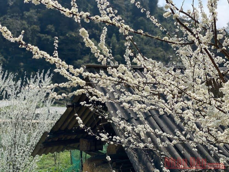 Hoa mận Bắc Hà: mùa xuân còn sót lại -1