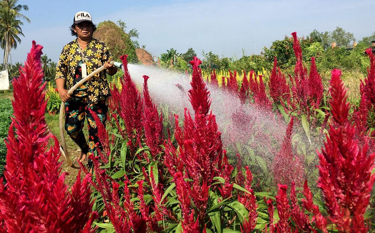 Làng hoa, cây cảnh Bến Tre tất bật sản xuất phục vụ thị trường Tết -0