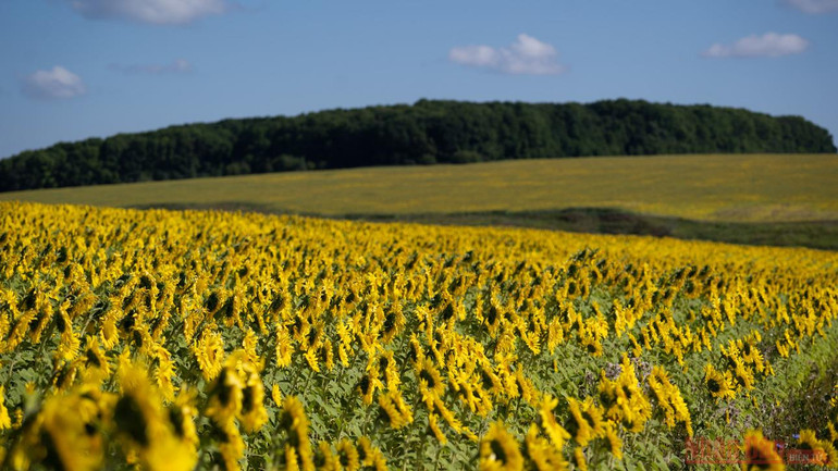 Thăm đồng hướng dương Nga -0