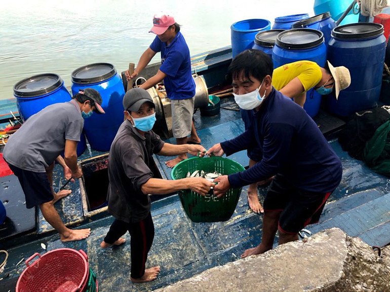 Vận chuyển cá từ tàu thuyền lên bờ đưa đi tiêu thụ tại cảng cá Tịnh Kỳ, thành phố Quảng Ngãi. Quảng Ngãi kiểm soát tàu thuyền bằng thiết bị giám sát hành trình -0