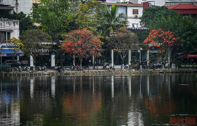 Hà Nội đẹp nao lòng mùa lá rụng tháng 3 -0