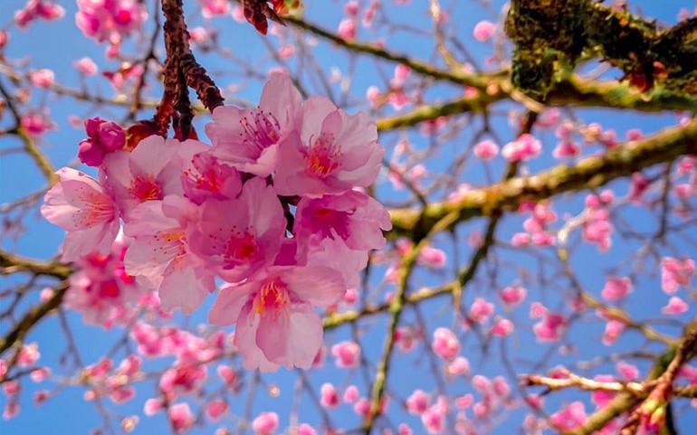 5 lý do không thể bỏ lỡ mùa đông này ở Fansipan -0