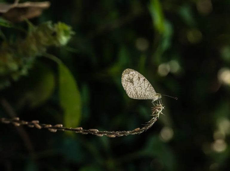 Những bức ảnh tuyệt đẹp về động vật hoang dã -0