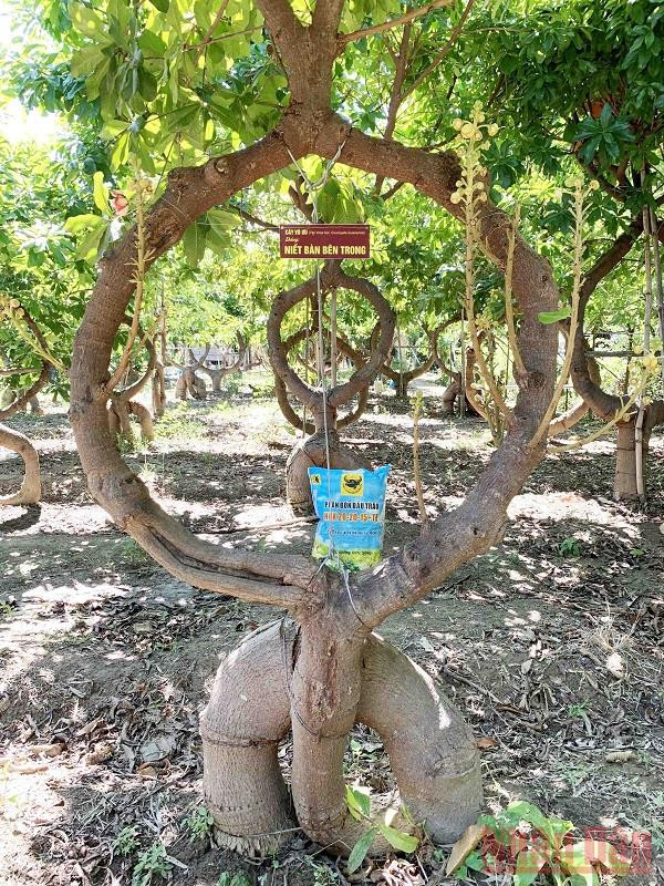 Vườn cây Sala tạo dáng thế theo triết lý nhà Phật ở Ninh Thuận -0