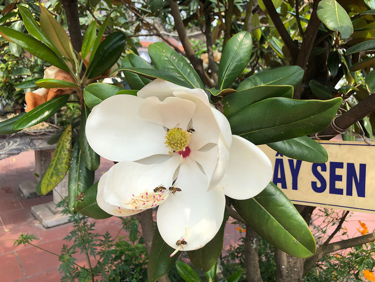 Ngắm những bức chạm tuyệt đẹp ở chùa Bối Khê ảnh 19 Ngắm những bức chạm tuyệt đẹp ở chùa Bối Khê ảnh 19