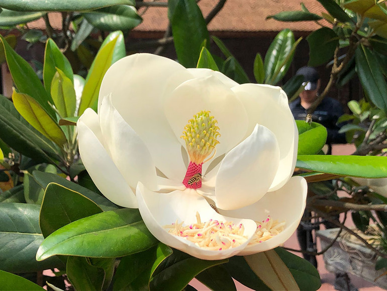 Ngắm những bức chạm tuyệt đẹp ở chùa Bối Khê ảnh 18 Ngắm những bức chạm tuyệt đẹp ở chùa Bối Khê ảnh 18