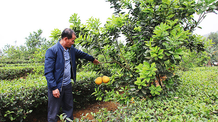 Bản Dao hạ sơn -0