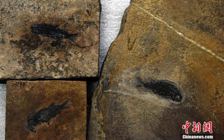 Phát hiện hóa thạch loài cá sứt môi vảy sườn lâu đời nhất thế giới tại Vân Nam, Trung Quốc -0