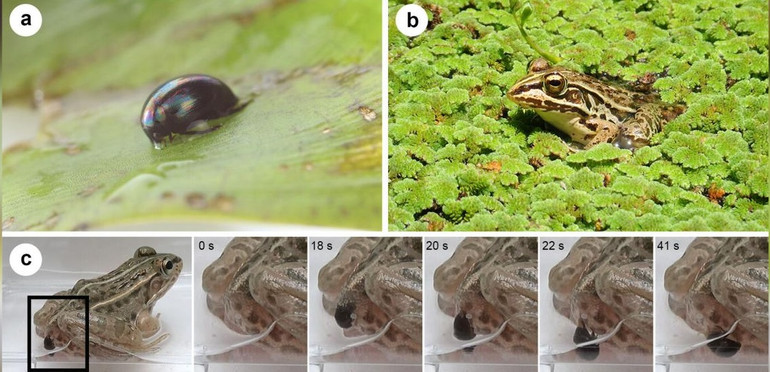 Loài bọ cánh cứng bị ếch nuốt mà không chết -0