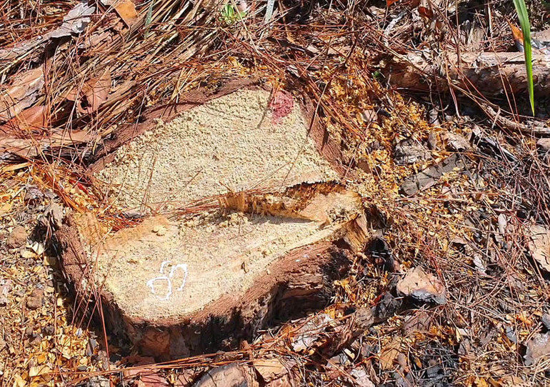 Hàng trăm cây thông hơn 20 năm tuổi bị cưa hạ trái phép -0