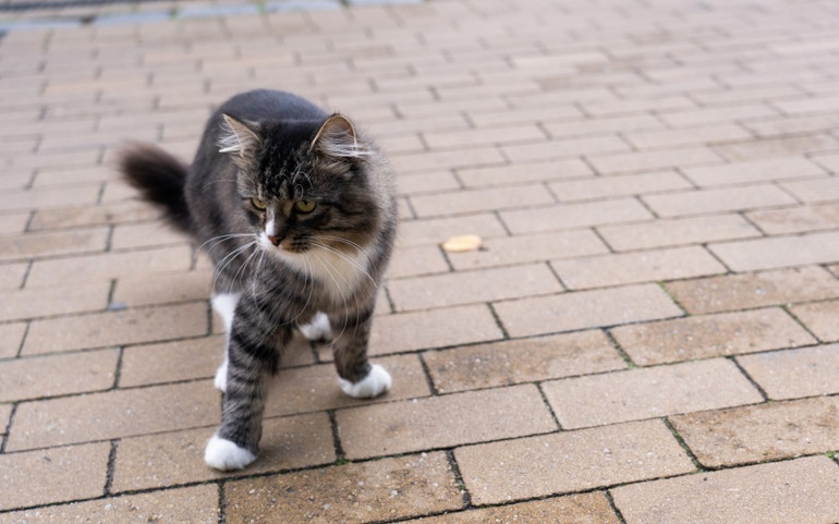 "Thủ phủ mèo" của nước Nga ảnh 2