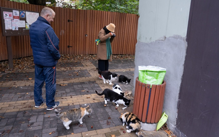 "Thủ phủ mèo" của nước Nga ảnh 1