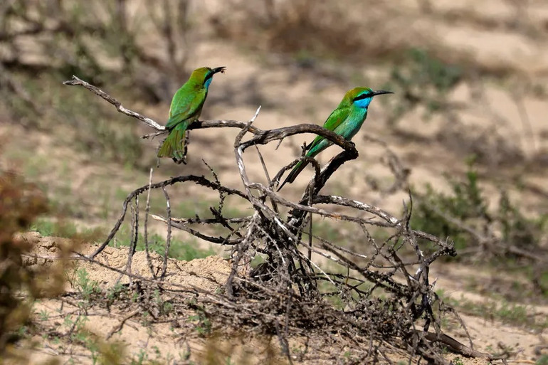 Những bức ảnh tuyệt đẹp về động vật hoang dã -0
