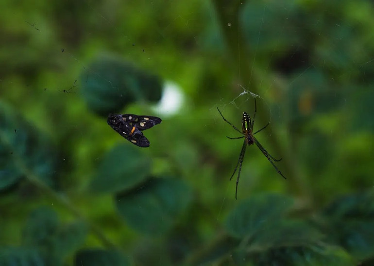 Những bức ảnh tuyệt đẹp về động vật hoang dã -0