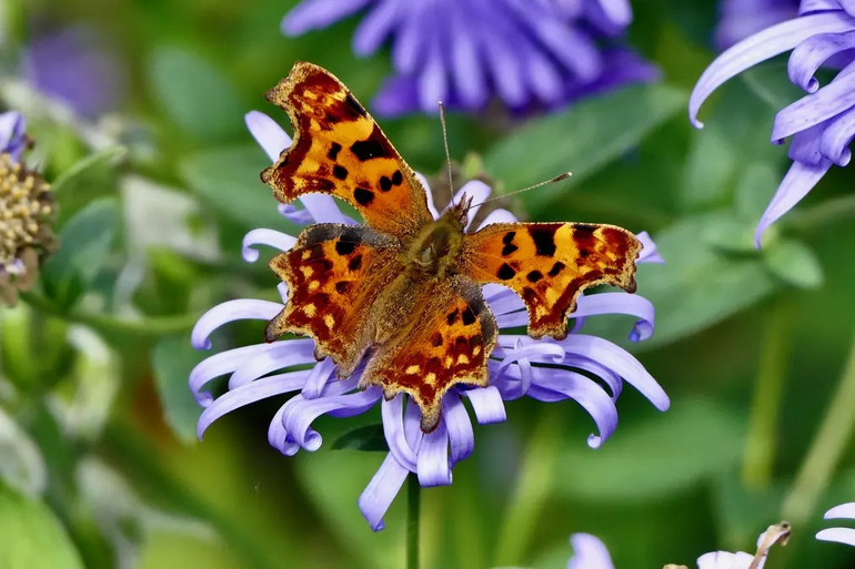 Những bức ảnh tuyệt đẹp về động vật hoang dã -0