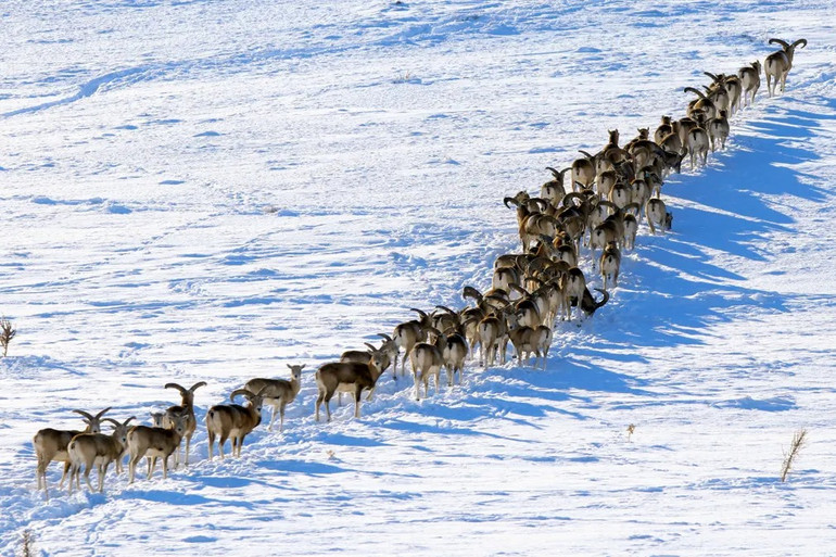 Những bức ảnh tuyệt đẹp về động vật hoang dã -0