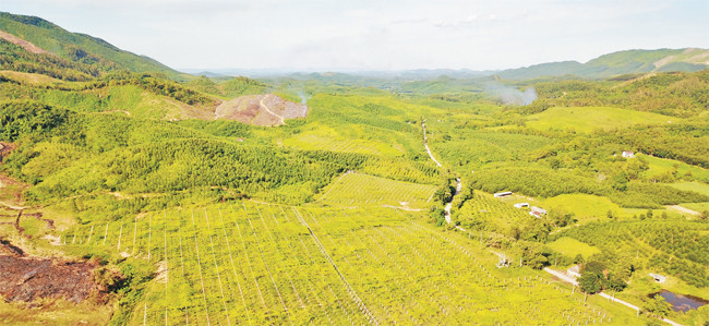 Việt Nam sẽ đứng tốp đầu thế giới về thảo dược -0