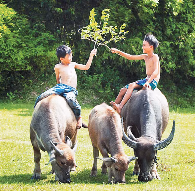 Để con trâu vẫn giữ vị thế “đầu cơ nghiệp” -0