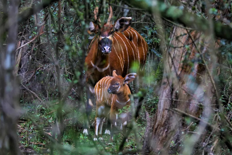 Những bức ảnh ấn tượng về động vật hoang dã -0