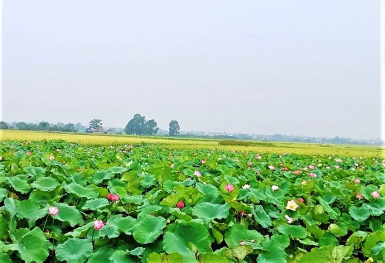 Mùa sen thơm ngát giữa mùa lúa ở tâm dịch Covid-19 -0