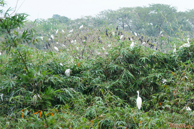 Vườn cò Bằng Lăng - sân chim lớn nhất đồng bằng sông Cửu Long -0