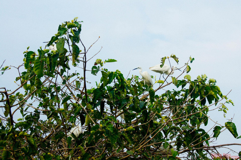 Vườn cò Bằng Lăng - sân chim lớn nhất đồng bằng sông Cửu Long -0