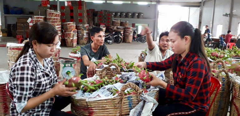 Đưa thanh long đến thị trường 1,4 tỷ dân -0