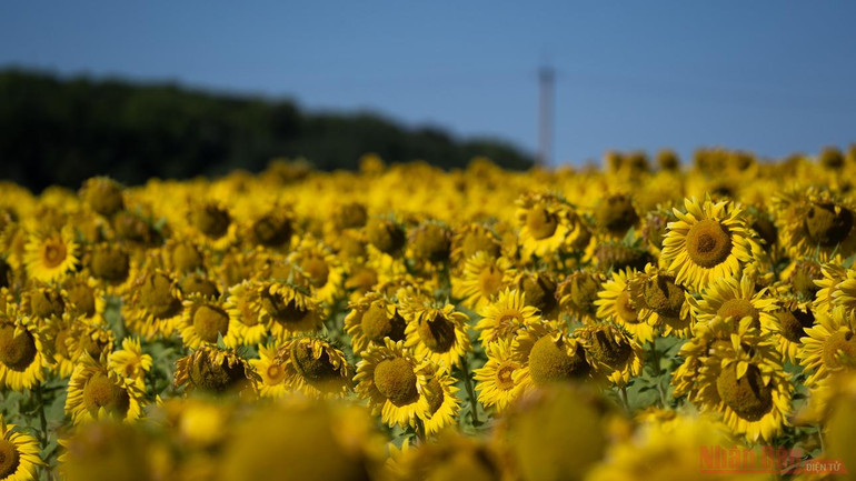 Thăm đồng hướng dương Nga -0