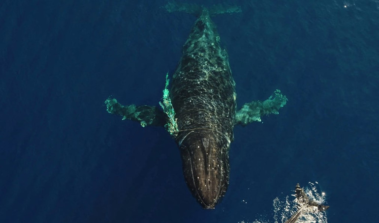 Những bức ảnh tuyệt đẹp về động vật hoang dã -0