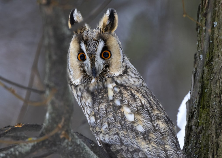 Những bức ảnh tuyệt đẹp về động vật hoang dã -0