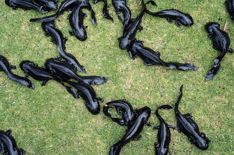 Những bức ảnh tuyệt đẹp về động vật hoang dã -0