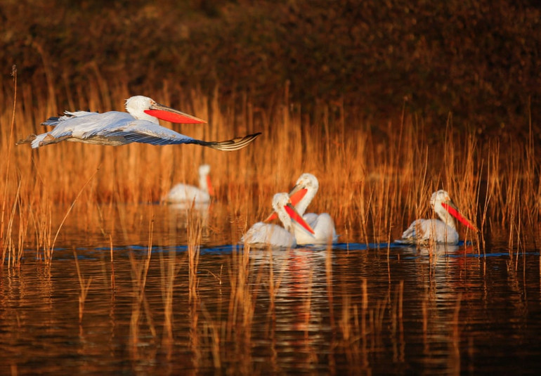 Những bức ảnh tuyệt đẹp về động vật hoang dã -0