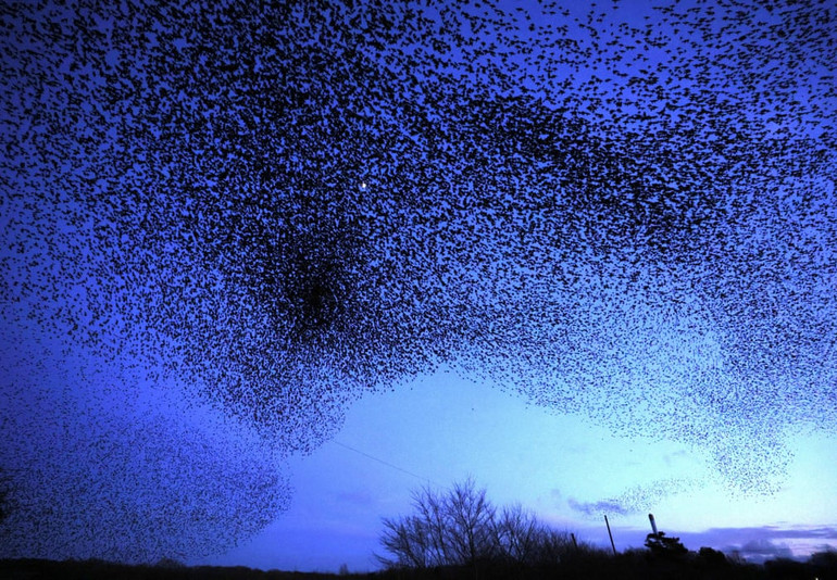 Những bức ảnh tuyệt đẹp về động vật hoang dã -0