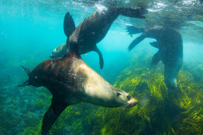 Những bức ảnh tuyệt đẹp về động vật hoang dã -0
