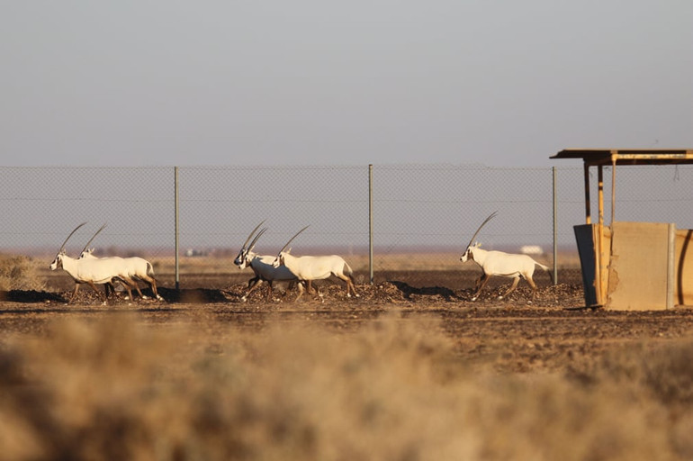 Những bức ảnh tuyệt đẹp về động vật hoang dã -0