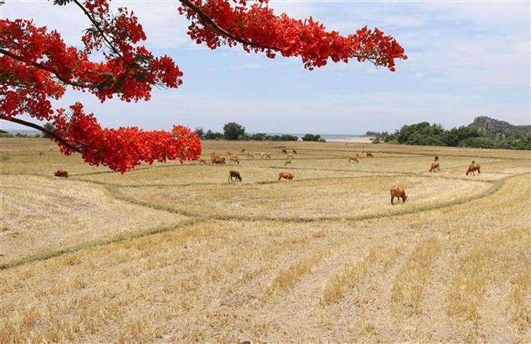 Với giá trị đa dạng sinh học cao, khu dự trữ sinh quyển Núi Chúa (Ninh Thuận) đang là điểm thu hút khách du lịch, các nhà khoa học tới tham quan, nghiên cứu. (Ảnh: TTXVN) COP 15 ra tuyên bố kêu gọi hành động khẩn cấp bảo tồn đa dạng sinh học -0