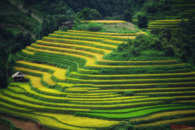 Mù Cang Chải mùa lúa chín -0