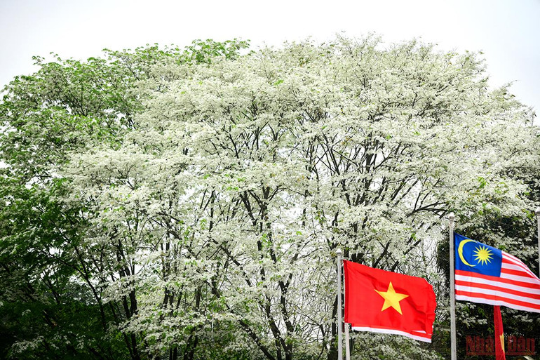 Hà Nội rực rỡ mùa hoa tháng 3 -0