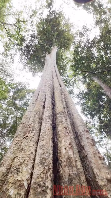 Bài 2: Giữ rừng săng lẻ - niềm tự hào của xứ Nghệ -0