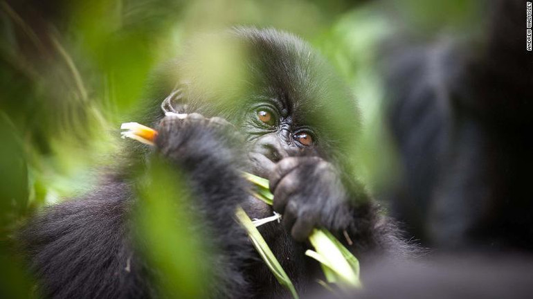 Khách du lịch chụp ảnh tự sướng có thể lây Covid-19 cho khỉ đột -0