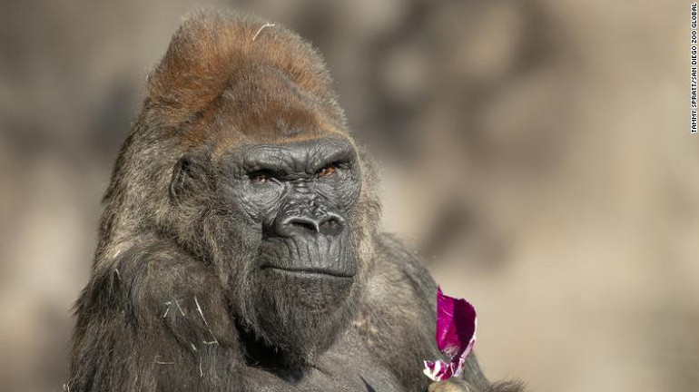 Khách du lịch chụp ảnh tự sướng có thể lây Covid-19 cho khỉ đột -0