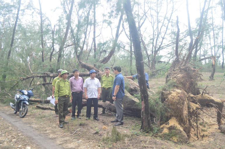 Khẩn trương khắc phục thiệt hại về rừng do bão -0