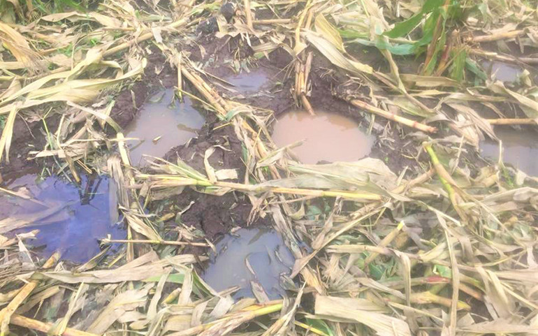 Xung đột với con người - mối đe dọa lớn nhất đối với các loài hoang dã -0